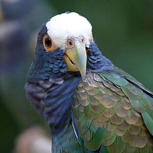 Pionus Parrots