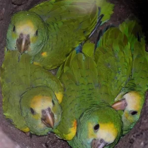 Amazons Parrots For Sale